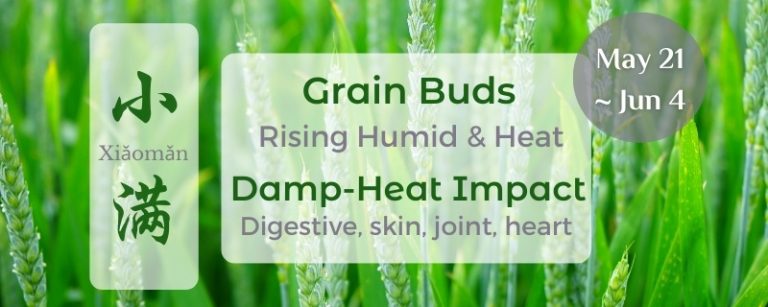 xiaoman grain buds wellness