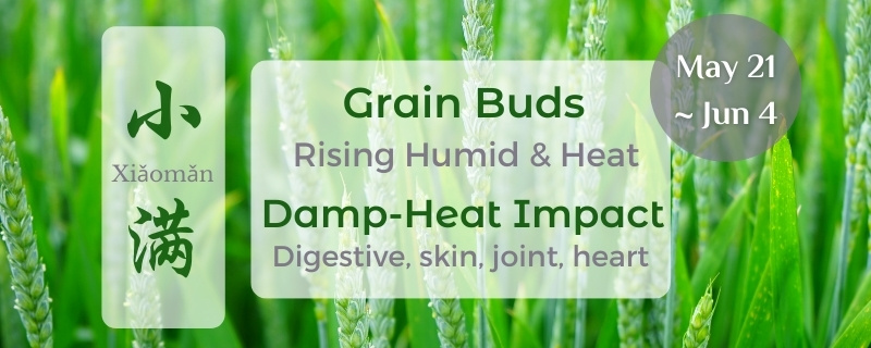 xiaoman grain buds wellness
